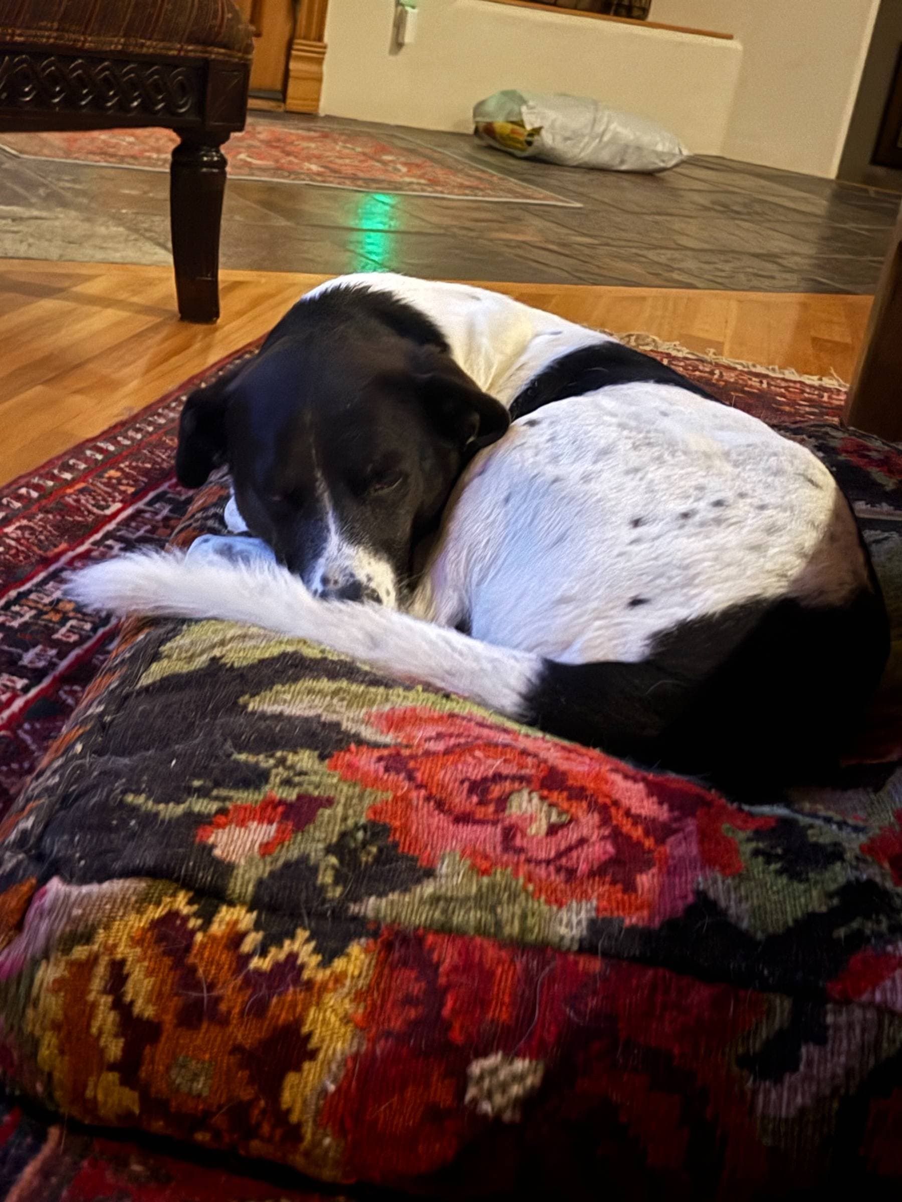 Dog Friendly: faq photo